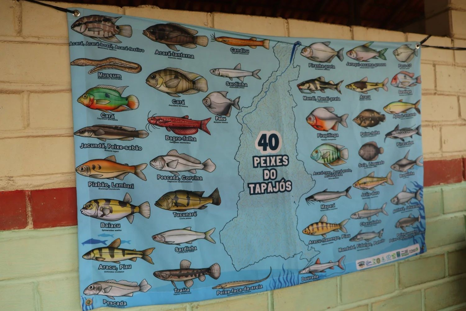 Concurso de arte sobre peixes do Tapajós abre inscrições para estudantes